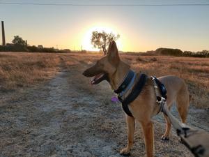 Sushi Pimenta the Belgian Malinois