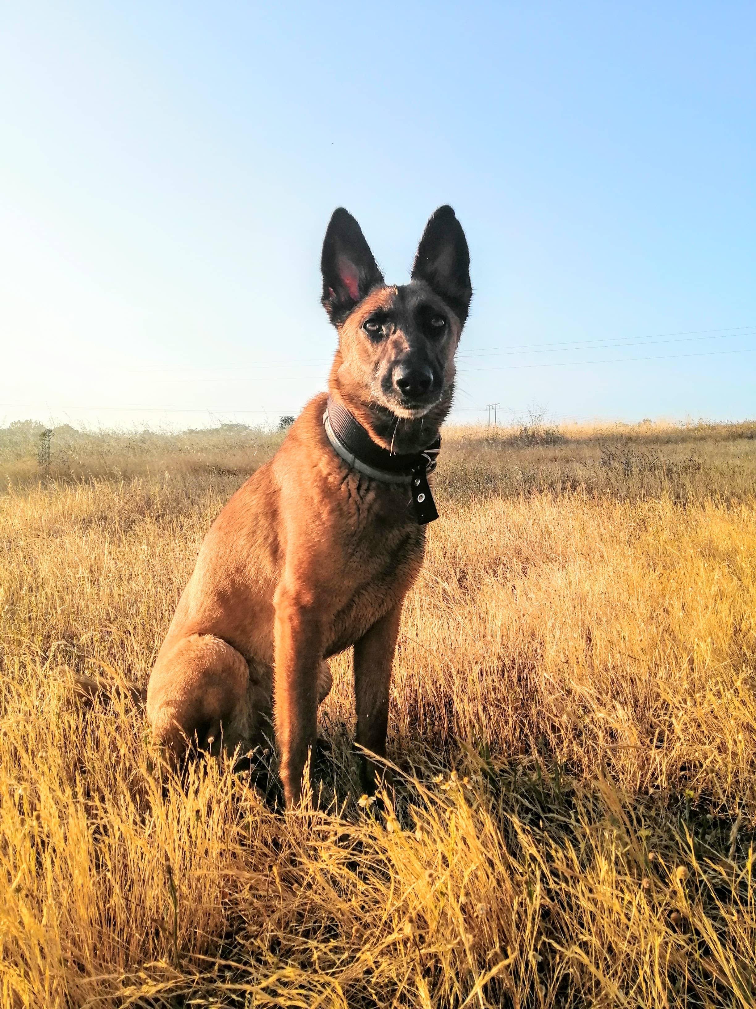 Sushi the Belgian Malinois