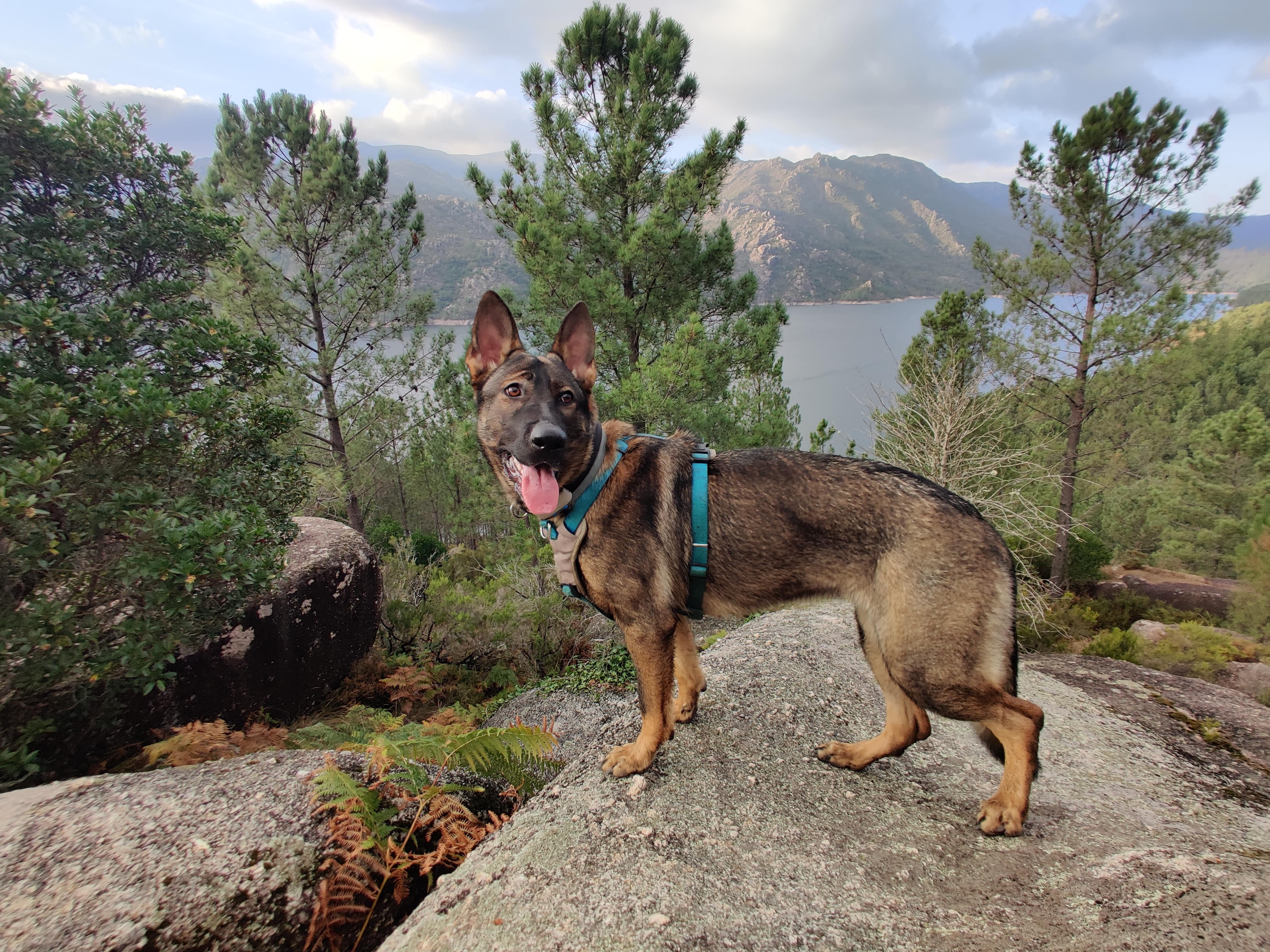 Manju the German Shepherd by the lake