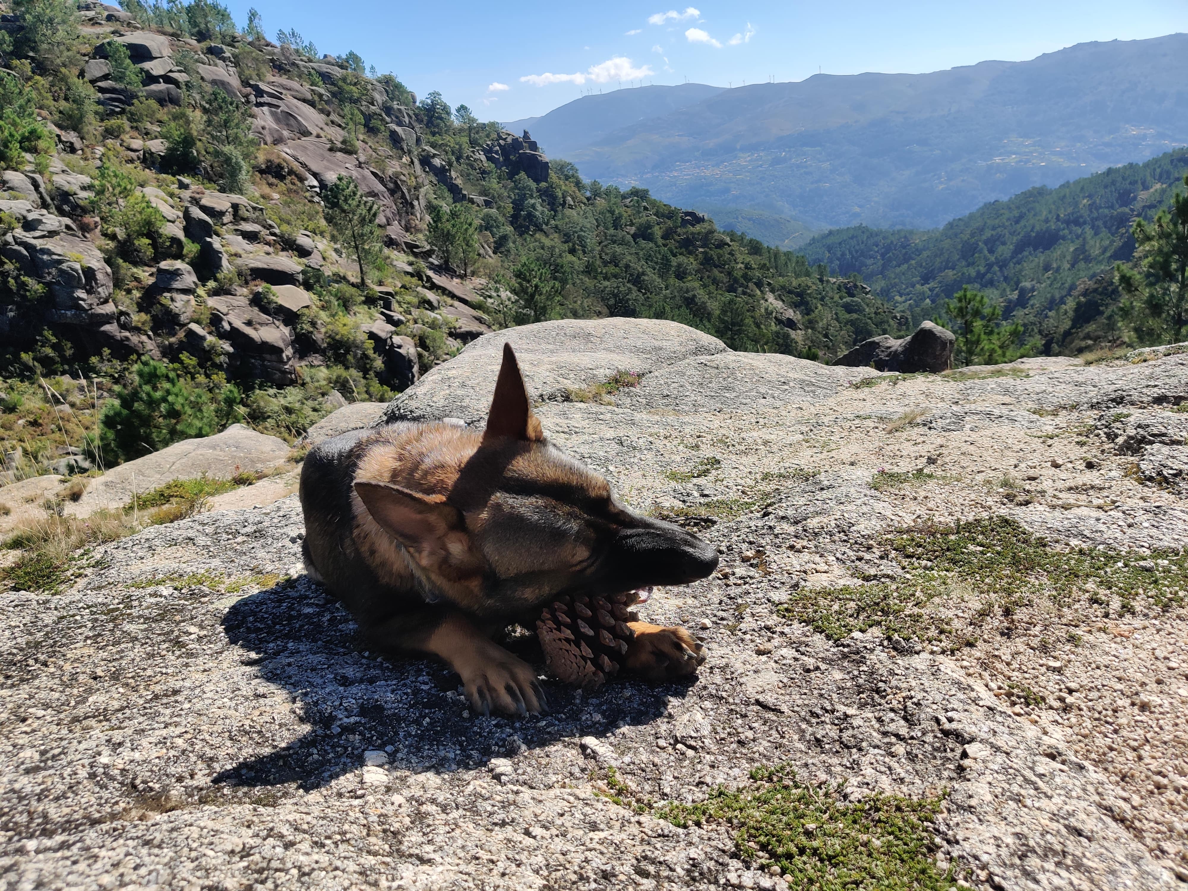 Manju playing with a pinecone