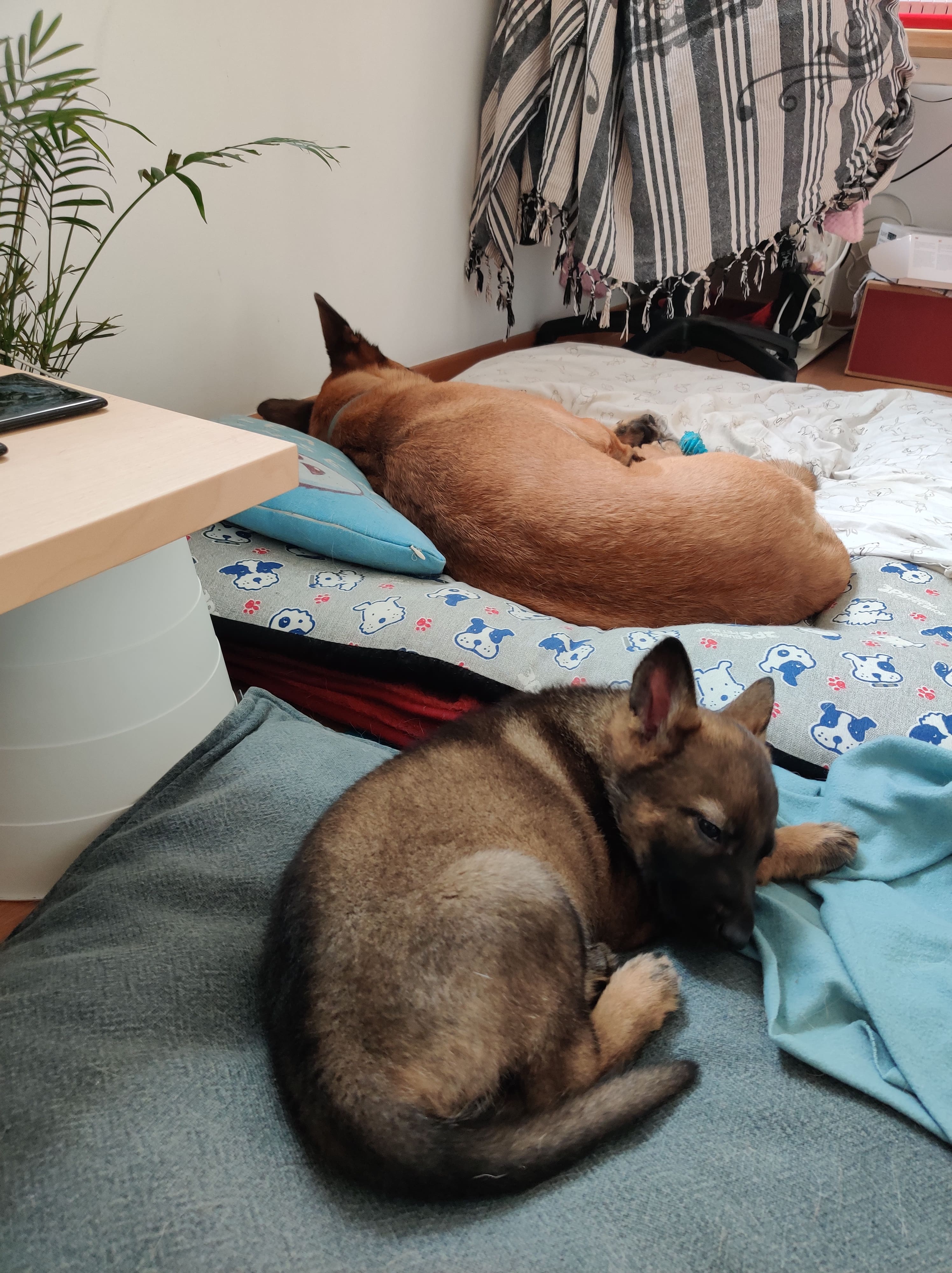 Manju as a German Shepherd puppy sleeping peacefully