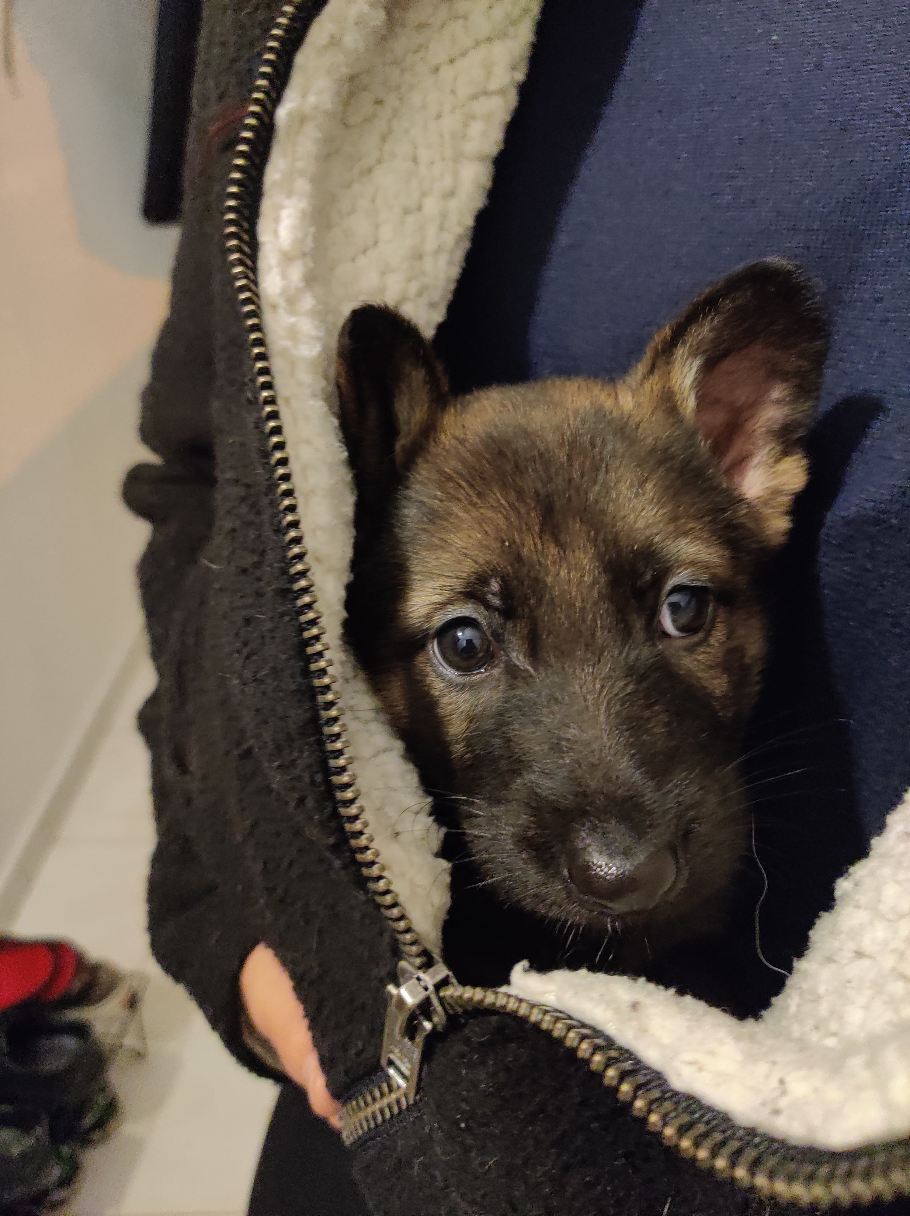 Manju as an adorable puppy