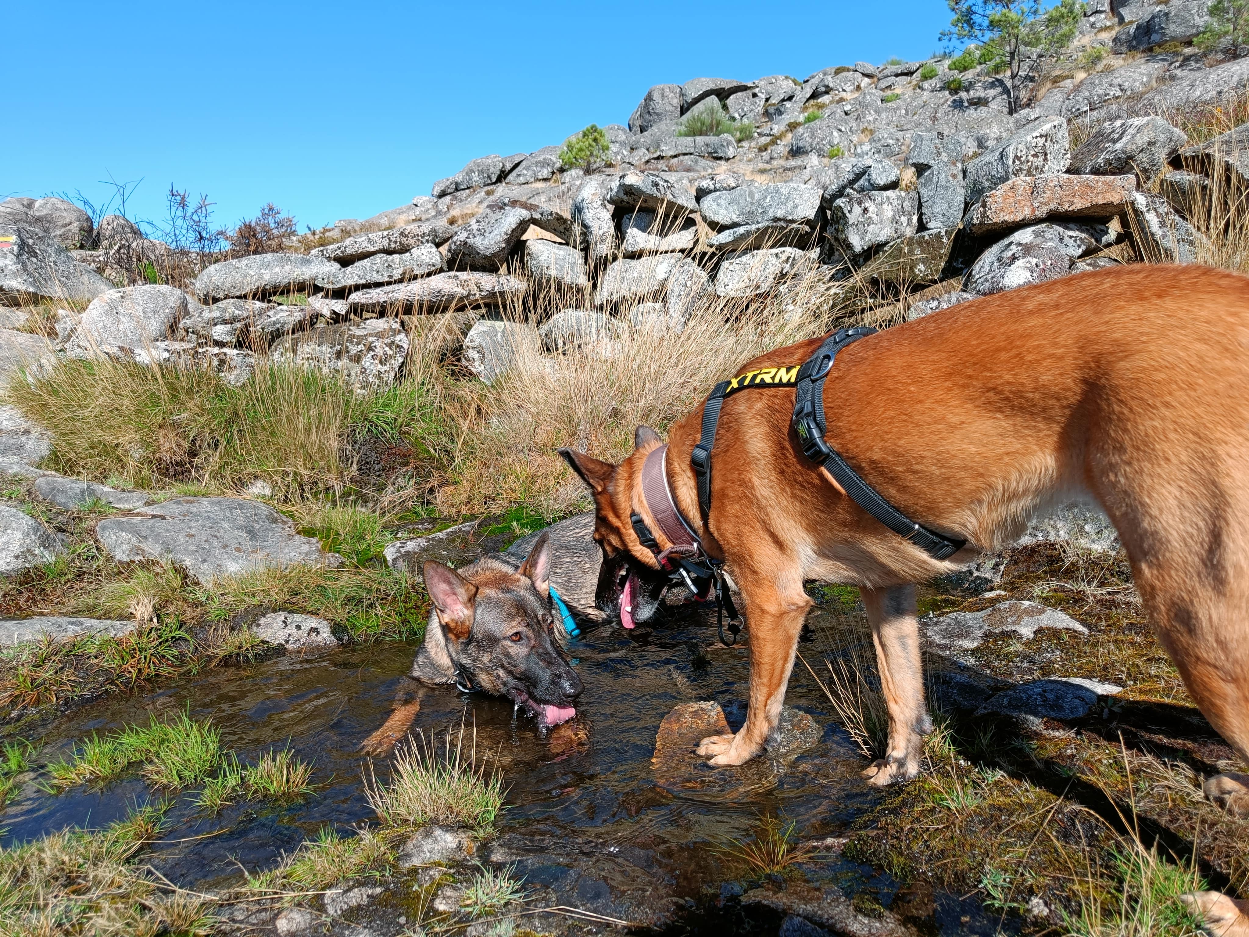 Manju swimming in the water