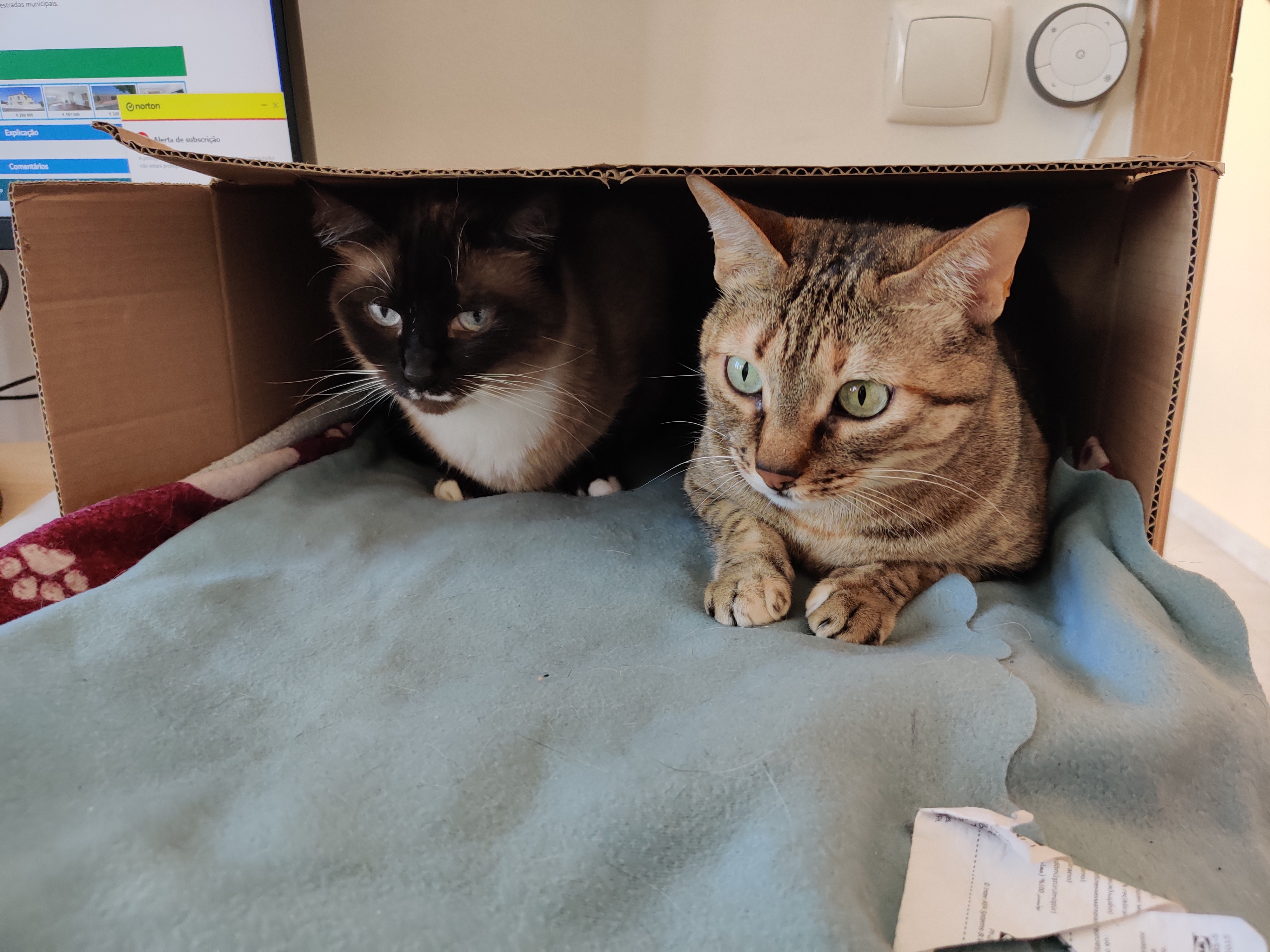 Sushi and Manju's Cat Siblings