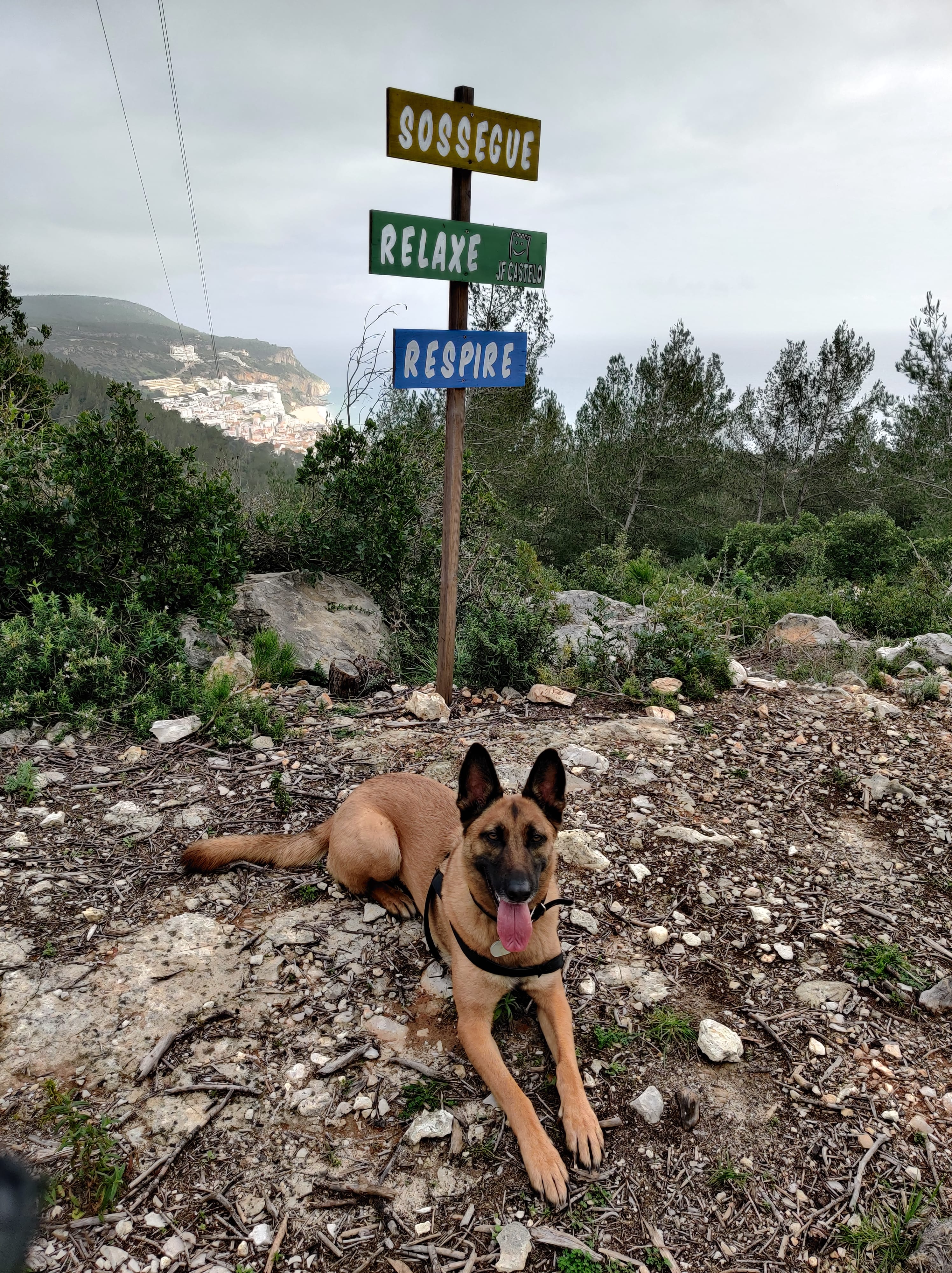 Sushi Pimenta the Belgian Malinois