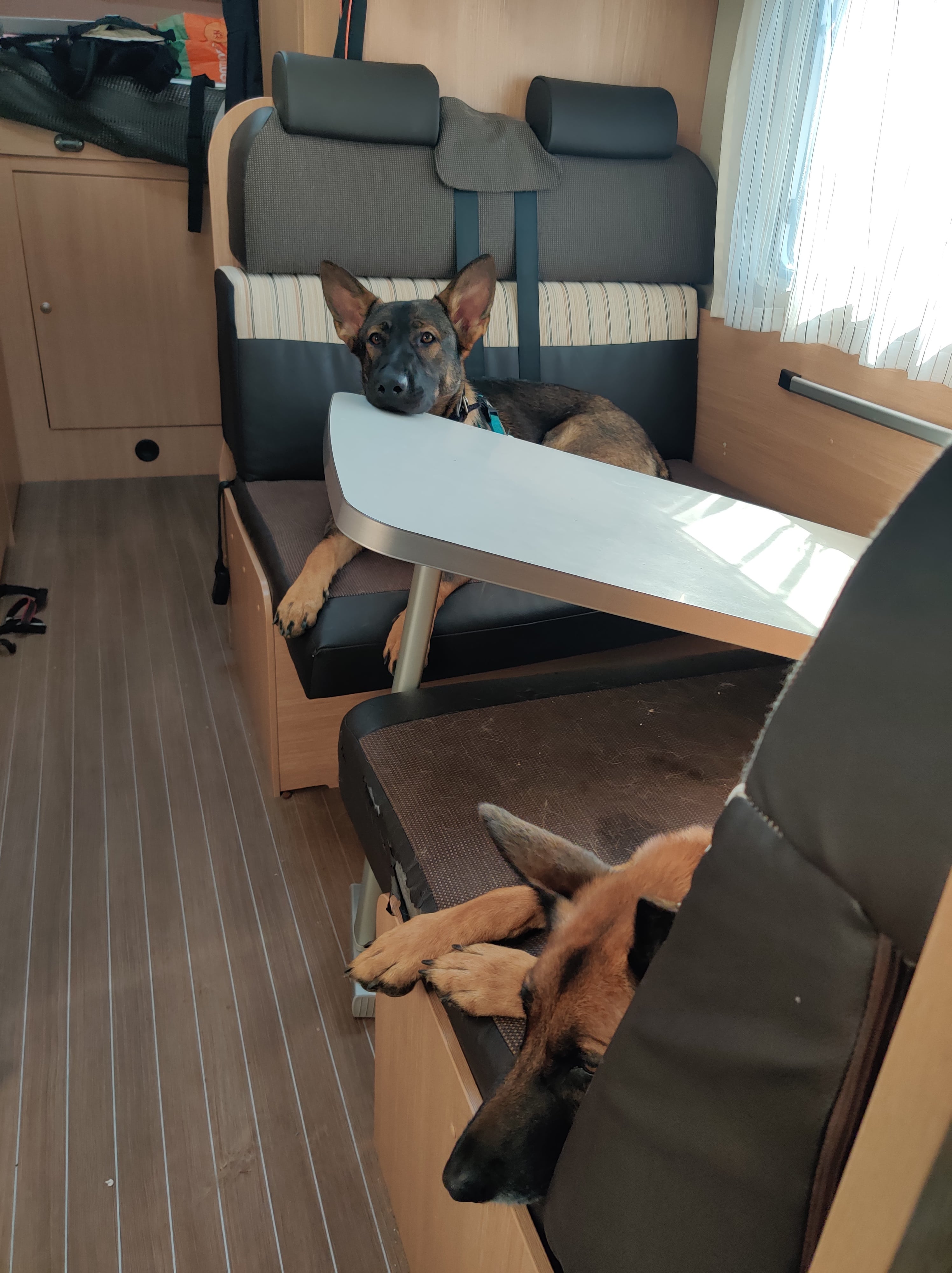 Sushi and Manju in the motorhome