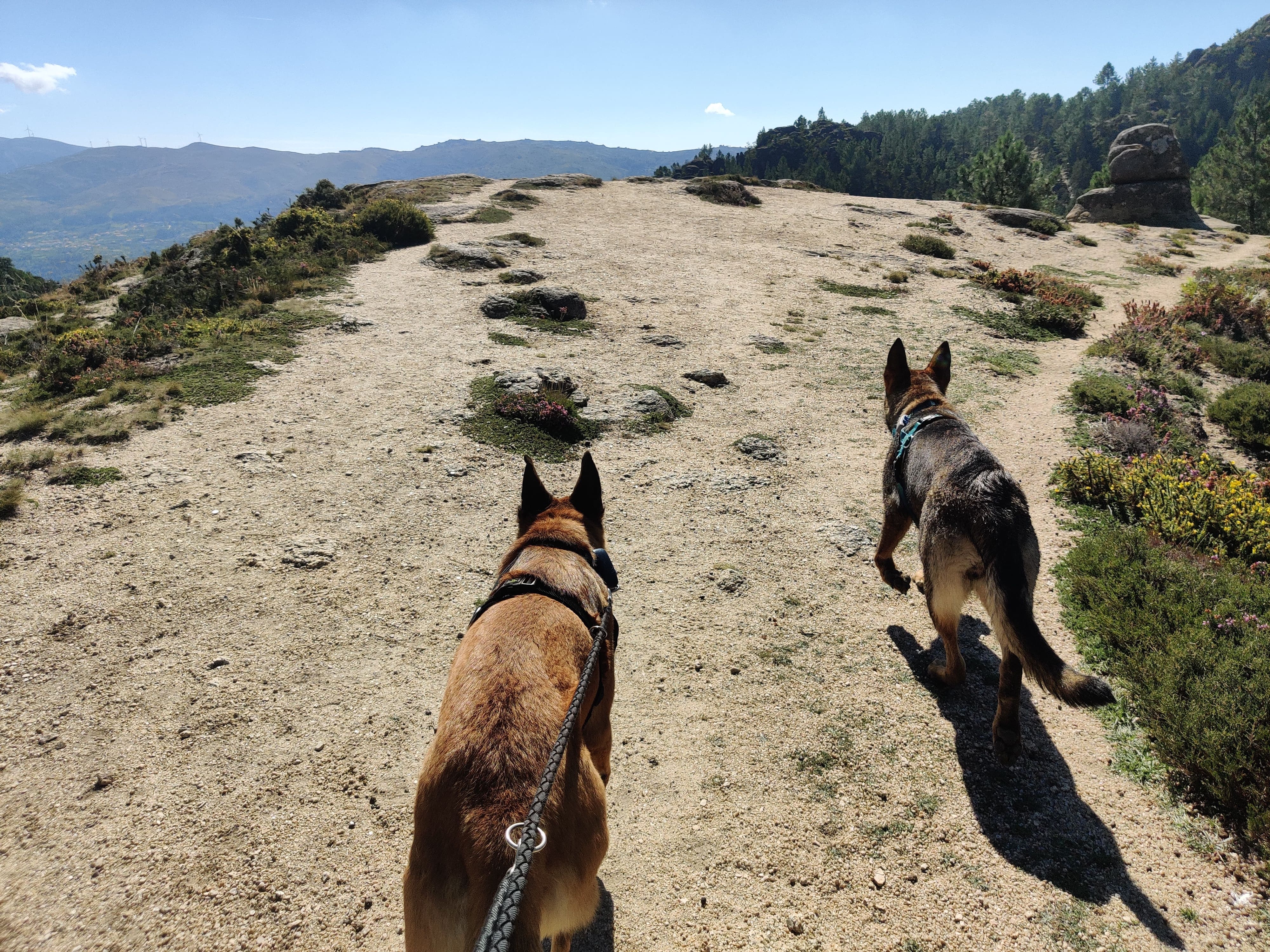 Sushi and Manju hiking together