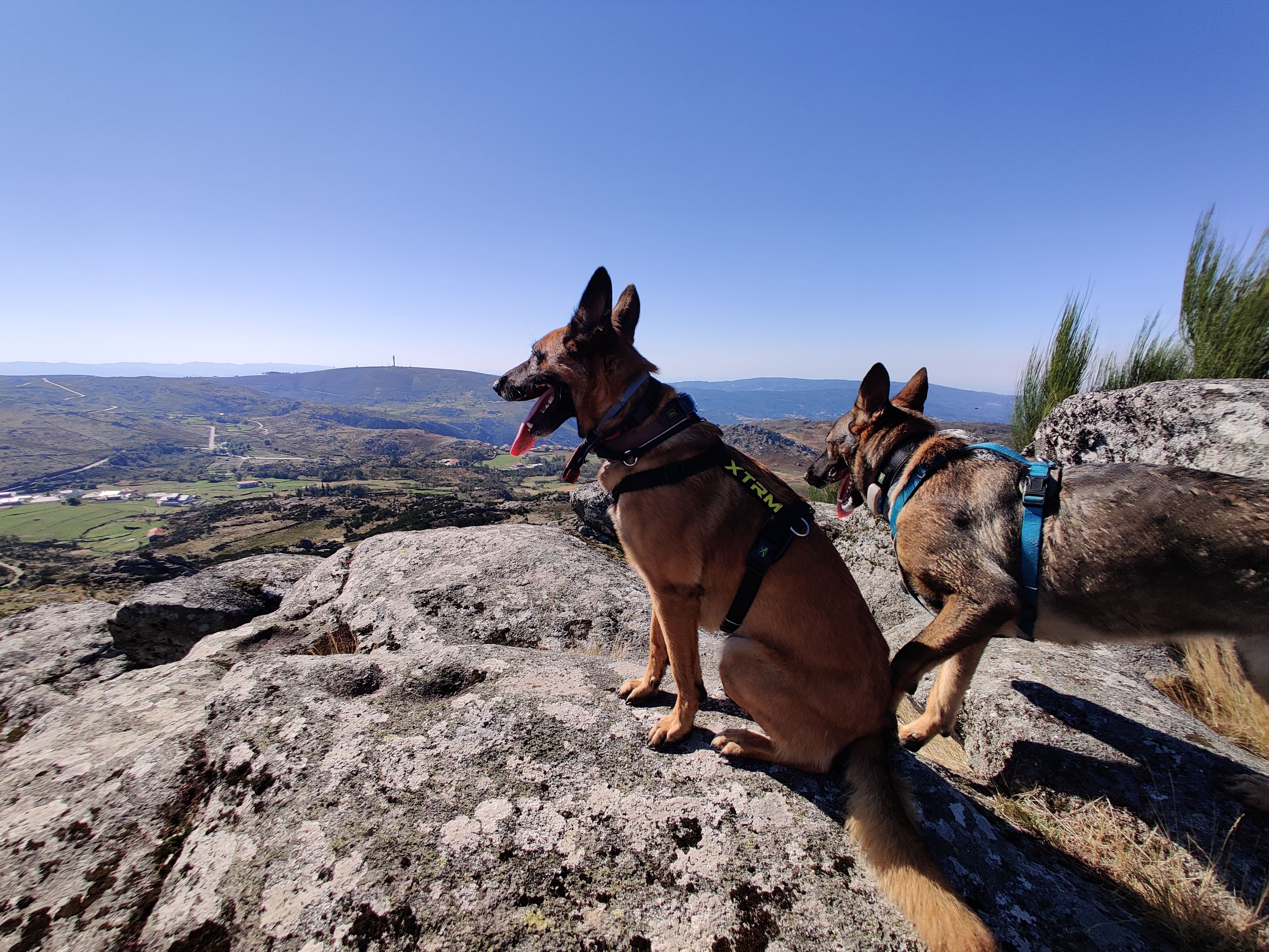 Sushi and Manju shepherd dogs in the mountains