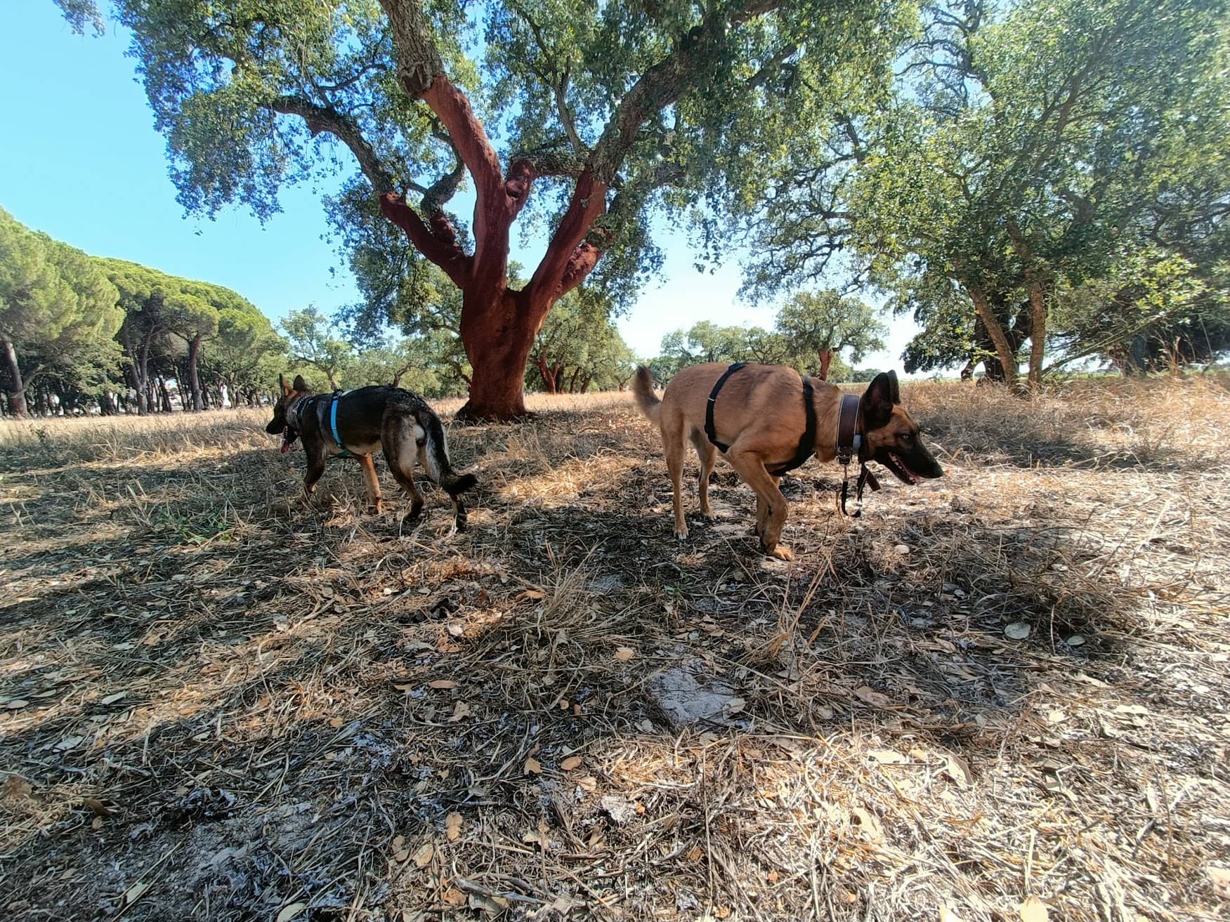 Sushi and Manju shepherd dogs in nature